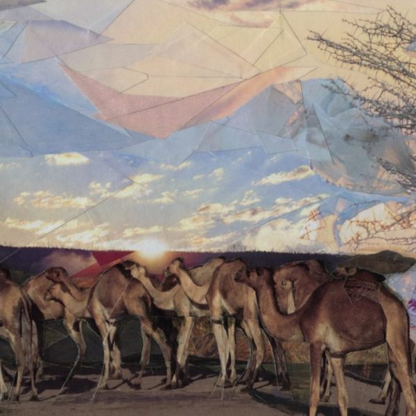 Camels - Signed Print